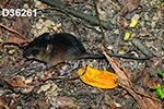 Nectomys squamipes